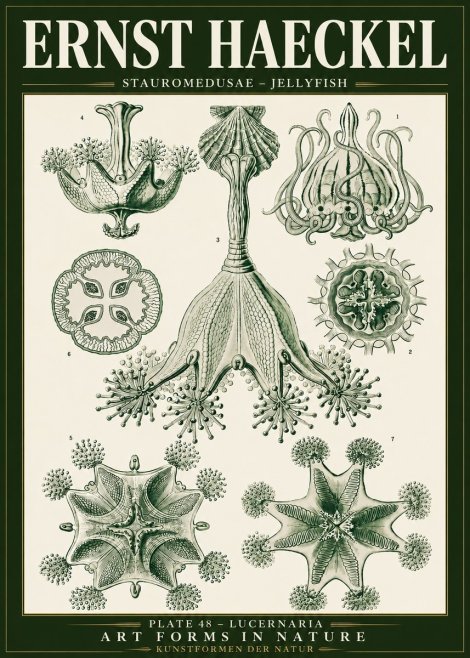 Ernst Haeckel Stauromedusae – Jellyfish No5 - Póster