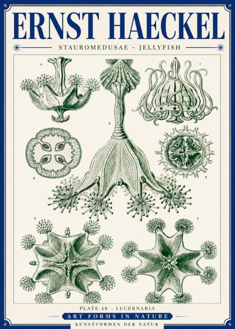 Ernst Haeckel Stauromedusae – Jellyfish No6 - Póster