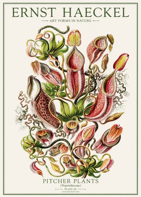Ernst Haeckel Pitcher Plants No1 - Póster