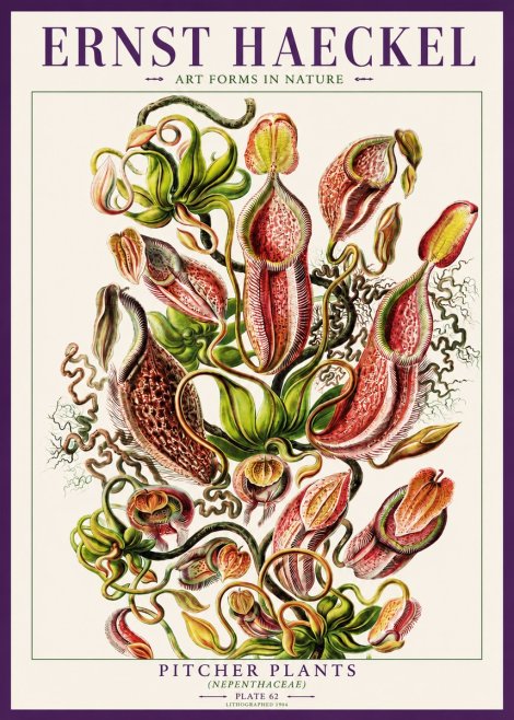 Ernst Haeckel Pitcher Plants No3 - Póster