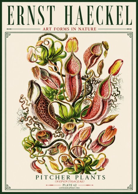Ernst Haeckel Pitcher Plants No5 - Póster
