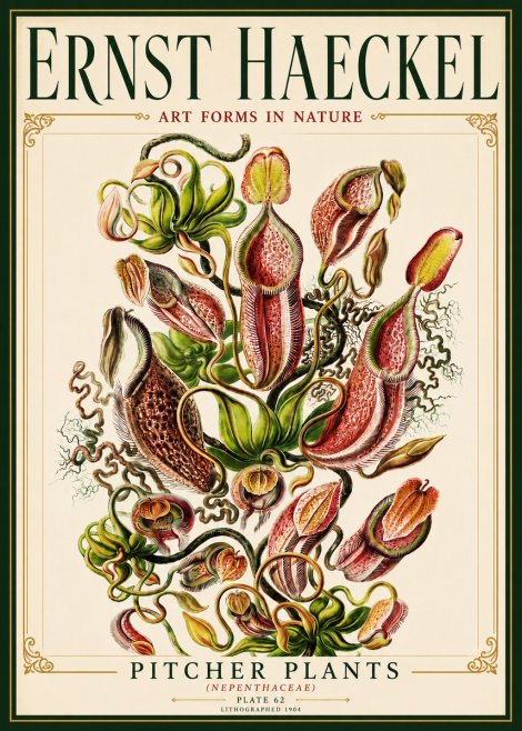 Ernst Haeckel Pitcher Plants No6 - Póster