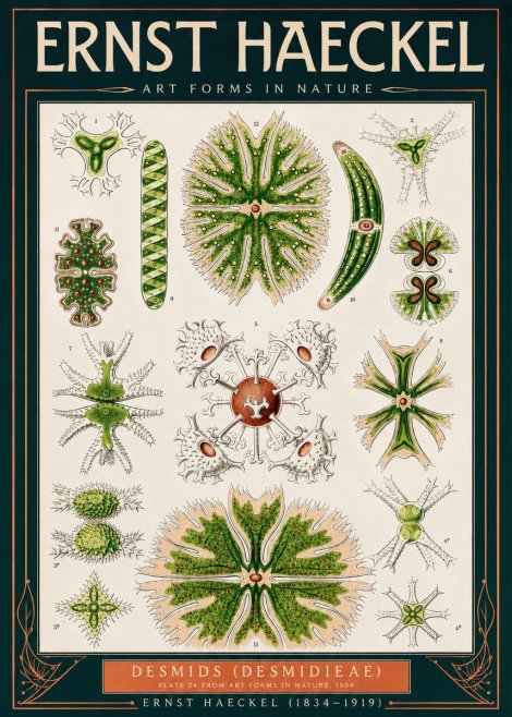 Ernst Haeckel Desmids (Desmidieae) No2 - Póster