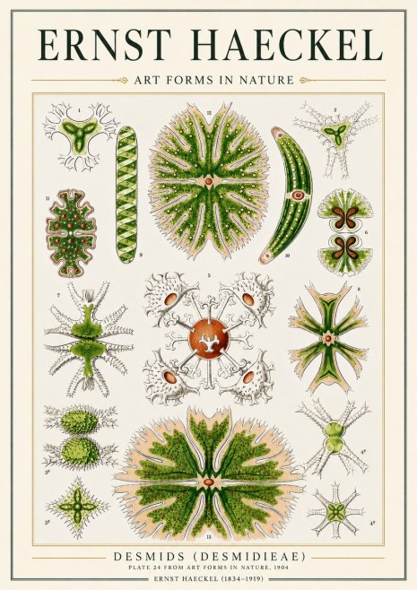 Ernst Haeckel Desmids (Desmidieae) No3 - Póster
