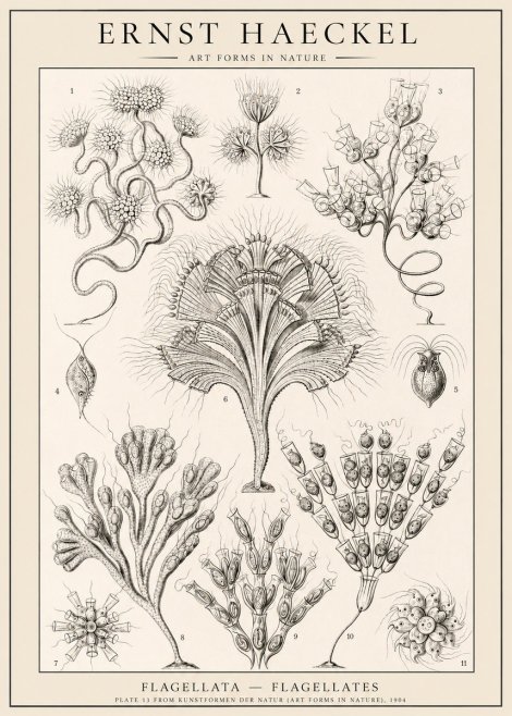 Ernst Haeckel Flagellata - Flagellates No1 - Póster