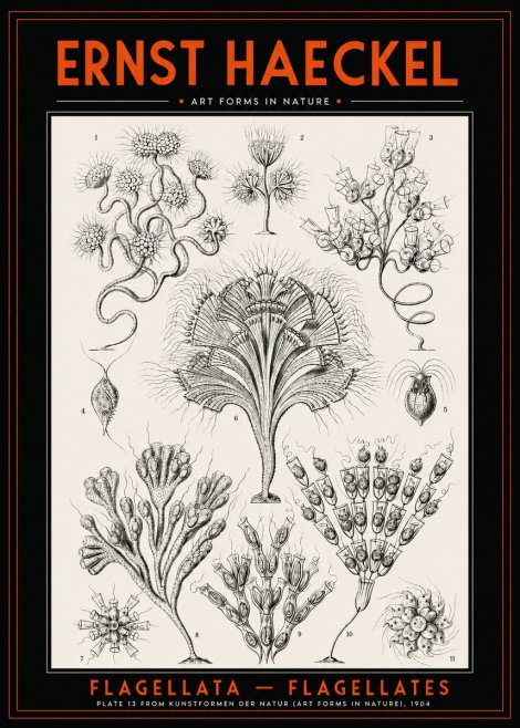 Ernst Haeckel Flagellata - Flagellates No2 - Póster