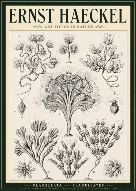 Ernst Haeckel Flagellata - Flagellates No5 - Póster