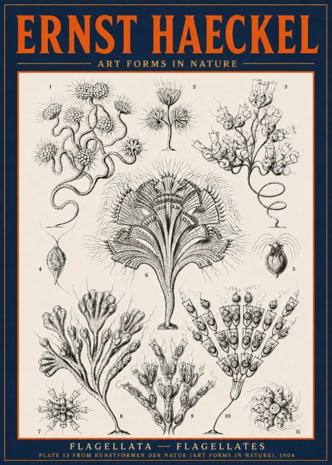 Ernst Haeckel Flagellata - Flagellates No6 - Póster