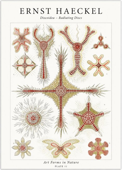 Ernst Haeckel Discoidea – Radiating Discs No1 - Póster