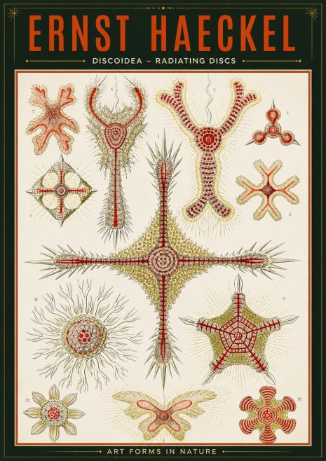 Ernst Haeckel Discoidea – Radiating Discs No2 - Póster