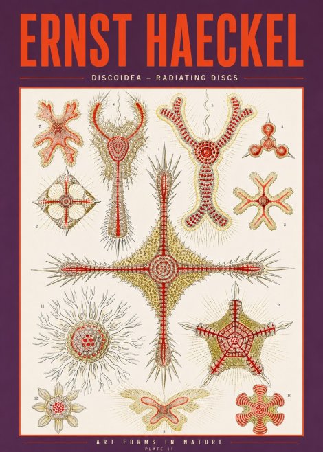 Ernst Haeckel Discoidea – Radiating Discs No3 - Póster