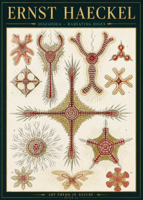 Ernst Haeckel Discoidea – Radiating Discs No4 - Póster