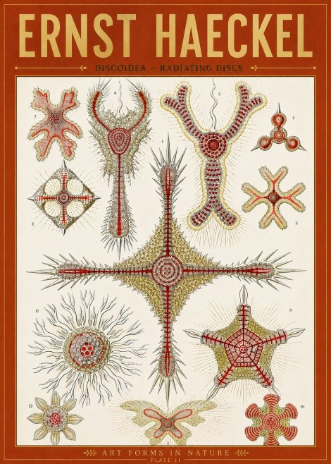 Ernst Haeckel Discoidea – Radiating Discs No5 - Póster