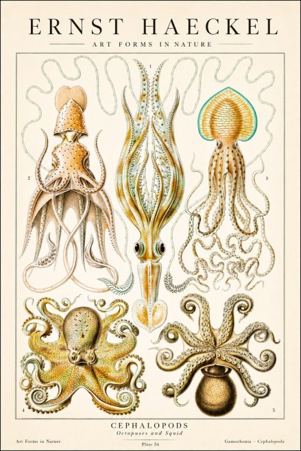 Ernst Haeckel Cephalopods Octopuses and Squid No1 - Póster