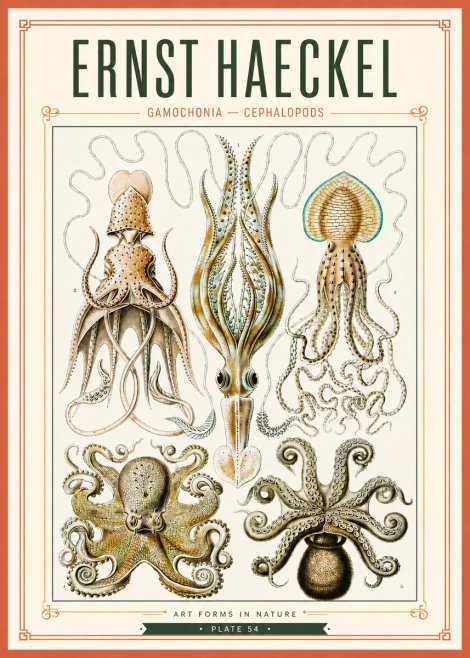 Ernst Haeckel Cephalopods Octopuses and Squid No4 - Póster