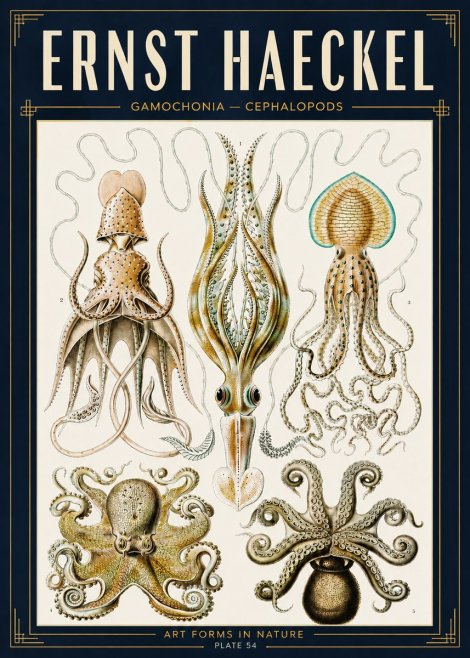 Ernst Haeckel Cephalopods Octopuses and Squid No5 - Póster