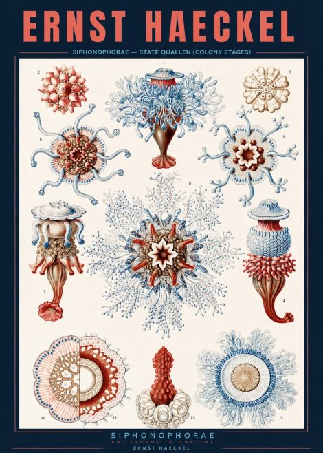 Ernst Haeckel Siphonophorae - State Quallen (Colony Stages) No2 - Póster