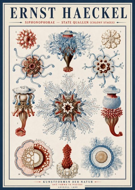 Ernst Haeckel Siphonophorae - State Quallen (Colony Stages) No4 - Póster