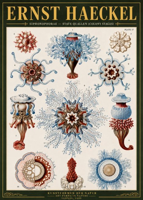 Ernst Haeckel Siphonophorae - State Quallen (Colony Stages) No6 - Póster