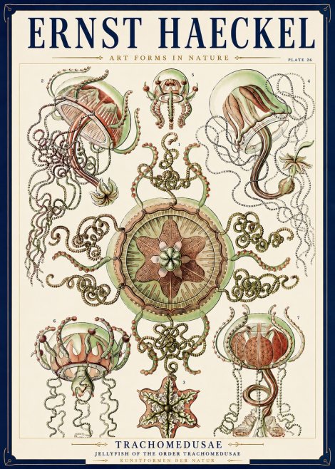 Ernst Haeckel Trachomedusae No3 - Póster