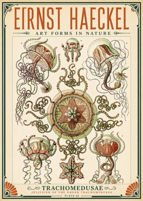 Ernst Haeckel Trachomedusae No5 - Póster