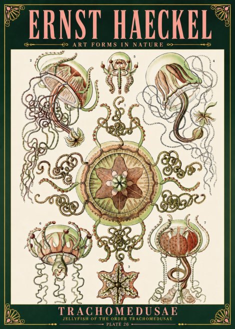 Ernst Haeckel Trachomedusae No6 - Póster