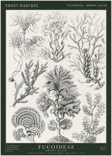 Ernst Haeckel Fucoideae - Brown Algae No1 - Póster
