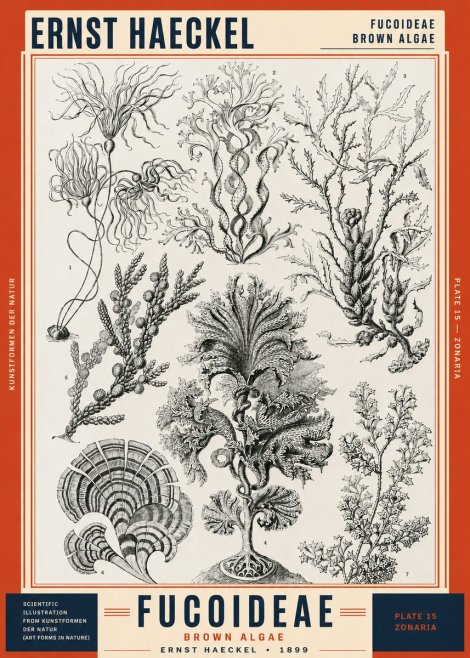 Ernst Haeckel Fucoideae - Brown Algae No2 - Póster