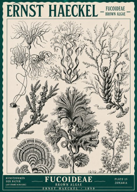 Ernst Haeckel Fucoideae - Brown Algae No3 - Póster