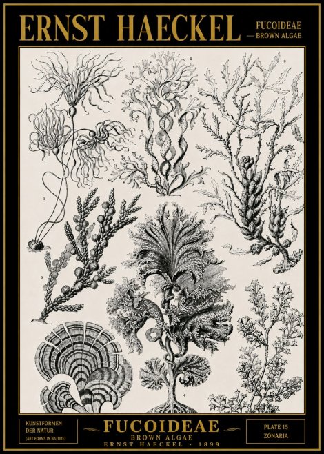 Ernst Haeckel Fucoideae - Brown Algae No4 - Póster
