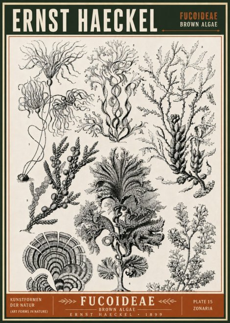 Ernst Haeckel Fucoideae - Brown Algae No6 - Póster