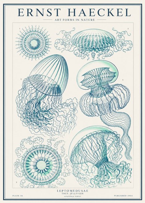Ernst Haeckel Leptomedusae True Jellyfish No1 - Póster