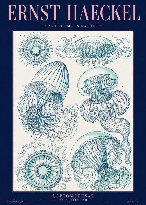 Ernst Haeckel Leptomedusae True Jellyfish No2 - Póster