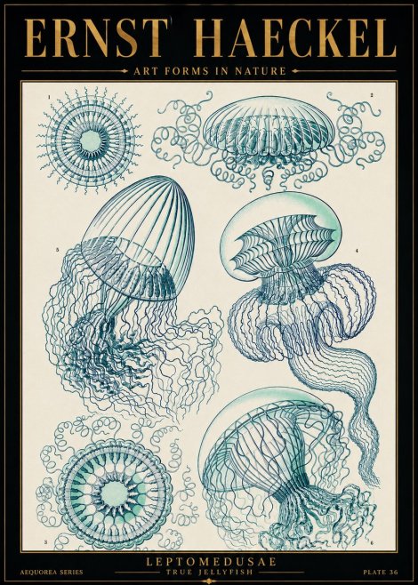 Ernst Haeckel Leptomedusae True Jellyfish No5 - Póster