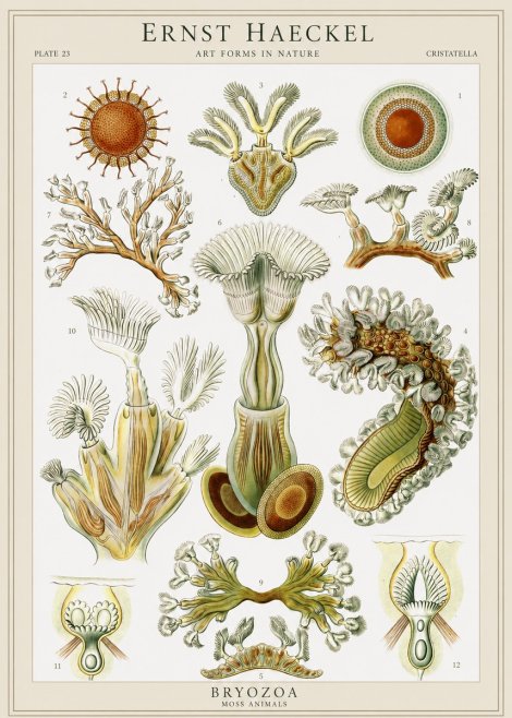 Ernst Haeckel Cristatella No1 - Póster