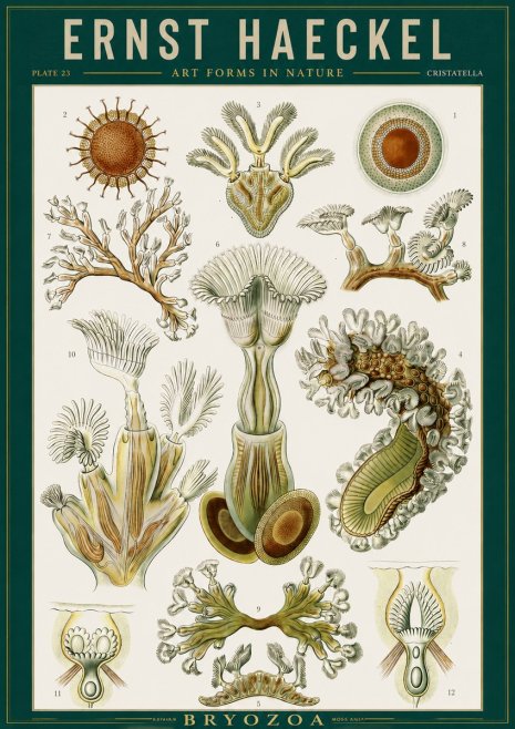Ernst Haeckel Cristatella No2 - Póster