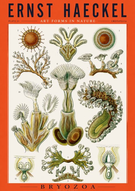 Ernst Haeckel Cristatella No3 - Póster