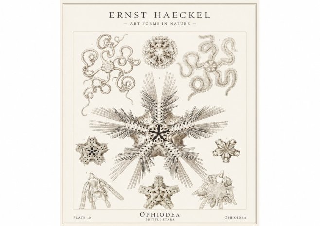 Ernst Haeckel Ophiodea - Brittle Stars I No1 - Póster