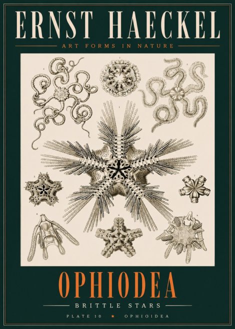 Ernst Haeckel Ophiodea - Brittle Stars I No2 - Póster