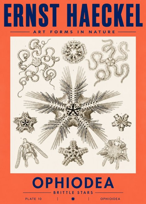 Ernst Haeckel Ophiodea - Brittle Stars I No3 - Póster