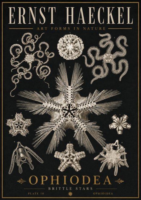 Ernst Haeckel Ophiodea - Brittle Stars I No5 - Póster