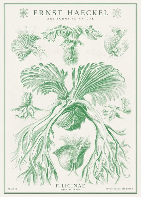 Ernst Haeckel Filicinae No1 - Póster