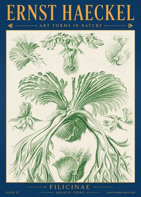 Ernst Haeckel Filicinae No2 - Póster