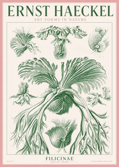 Ernst Haeckel Filicinae No3 - Póster