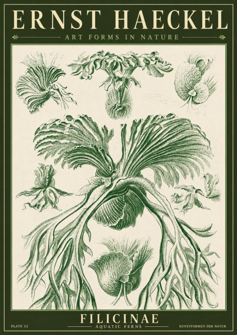 Ernst Haeckel Filicinae No4 - Póster