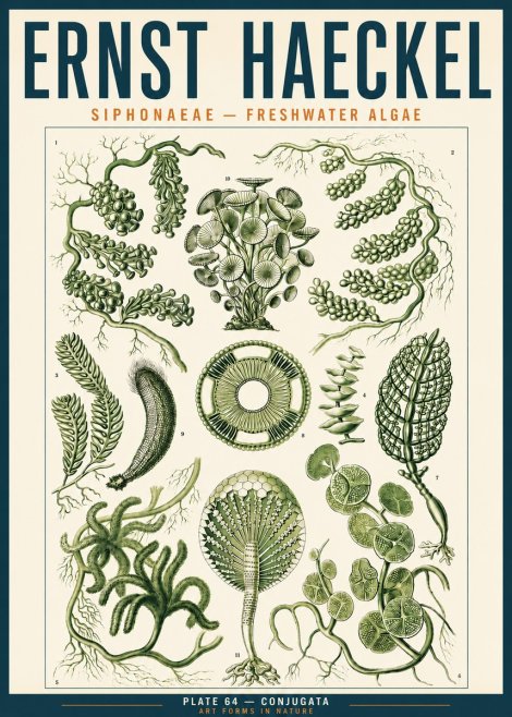 Ernst Haeckel Siphonaceae - Freshwater Algae No3 - Póster