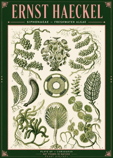 Ernst Haeckel Siphonaceae - Freshwater Algae No4 - Póster