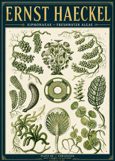 Ernst Haeckel Siphonaceae - Freshwater Algae No6 - Póster
