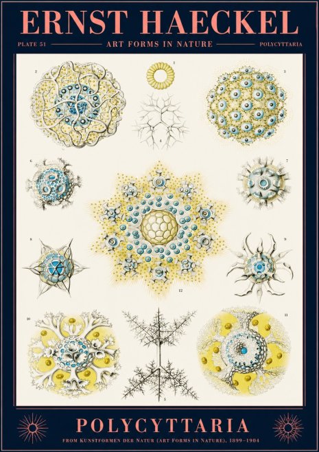 Ernst Haeckel Polycyttaria – Order of Radiolaria No2 - Póster