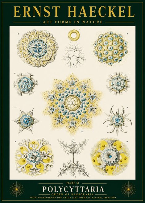 Ernst Haeckel Polycyttaria – Order of Radiolaria No4 - Póster